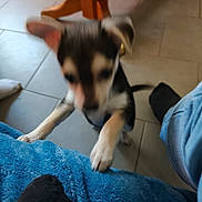 Fontaine Annabelle a rejoint le concours — aidez-le/la à gagner de superbes lots ! dog, puppy, blur, indoor, tile_floor, wooden_table, blue_blanket, paw, jumping, pet, animal, furniture, footwear, jeans, black_sock, canine, household, playful, motion, excited