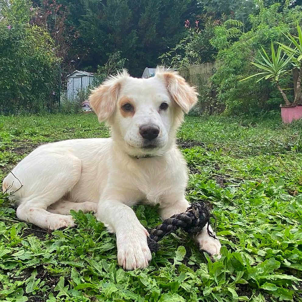 Weiss a rejoint le concours — aidez-le/la à gagner de superbes lots ! animal, backyard, canine, dog, grass, green, herbal, herbs, jar, nature, outdoors, pet, plant, planter, pottedplant, pottery, puppy, vase, vegetation, yard