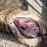 Bartholemew is registered to the contest to win money with this photo: cat, yawning, mouth_open, tongue, teeth, fur, whiskers, sunlight, shadow, carpet, close_up, animal, pet, indoor, texture, sleepy, relaxed, feline, daylight, resting