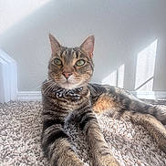 Bartholemew joined the competition — help win amazing prizes! cat, tabby, bow_tie, carpet, sunlight, indoor, pet, feline, relaxed, whiskers, ears, green_eyes, shadow, wall, cozy, animal, cute, portrait, close_up, home
