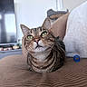 cat, tabby_cat, green_eyes, couch, furniture, living_room, pet, whiskers, curious, indoor, cozy, animal, mammal, domestic_cat, closeup, texture, brown, relaxed, sitting, household