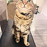 Bartholemew is registered to the contest to win money with this photo: cat, tabby, pet, indoor, collar, bow, zebra_stripe, green_eyes, feline, curious, sitting, fur, whiskers, animal, domestic, closeup, portrait, living_room, couch, floor
