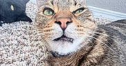 Bartholemew joined the competition — help win amazing prizes! cat, tabby_cat, black_cat, carpet, indoor, pets, whiskers, close_up, fur, cute, eyes, animal, relaxing, floor, two_animals, domestic_cat, mammal, companions, curious, playful