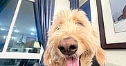 Wilson is registered to the contest to win money with this photo: animal, canine, close_up, couch, curtains, dog, domestic_animal, fluffy, furniture, golden_doodle, happy, home, indoor, living_room, mammal, pet, portrait, smiling, tongue_out, window