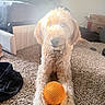 dog, golden_doodle, toy, orange_ball, carpet, indoor, pet, curly_fur, sunlight, paw, bed, blanket, cardboard_box, living_room, furniture, cute, playful, animal, floor, relaxed