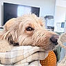 dog, pet, indoor, blanket, plaid, soft, cozy, fur, resting, toy, orange_ball, living_room, television, furniture, closeup, nostalgic, relaxed, home, comfort, animal