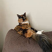 Kali is registered to the contest to win money with this photo: cat, tortoiseshell, fluffy, green_eyes, couch, brown_couch, tail, furniture, indoor, pet, animal, relaxed, sitting, long_hair, curious, home, cozy, living_room, pillow, patterned_pillow