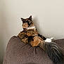 cat, tortoiseshell, fluffy, green_eyes, couch, brown_couch, tail, furniture, indoor, pet, animal, relaxed, sitting, long_hair, curious, home, cozy, living_room, pillow, patterned_pillow