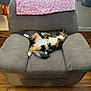 Kali is registered to the contest to win money with this photo: cat, armchair, pink_blanket, wood_floor, indoor, relaxed, sprawled, fluffy, multicolored, cozy, furniture, pet, resting, sleeping, domestic_animal, home, window, curtains, comfort, soft