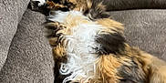 Kali is registered to the contest to win money with this photo: cat, calico, fluffy, couch, furniture, relaxed, pet, animal, indoor, sleeping, resting, feline, cozy, paw, whiskers, fur, home, lazy, cute, domestic