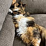cat, calico, fluffy, couch, furniture, relaxed, pet, animal, indoor, sleeping, resting, feline, cozy, paw, whiskers, fur, home, lazy, cute, domestic
