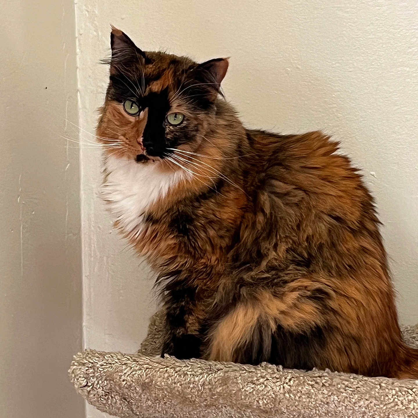 Kali is registered to the contest to win money with this photo: animal, carpeted_perch, cat, cute, domestic, ears, face, feline, fluffy, fur, green_eyes, indoor, looking, pet, portrait, sitting, tail, tortoiseshell, wall, whiskers