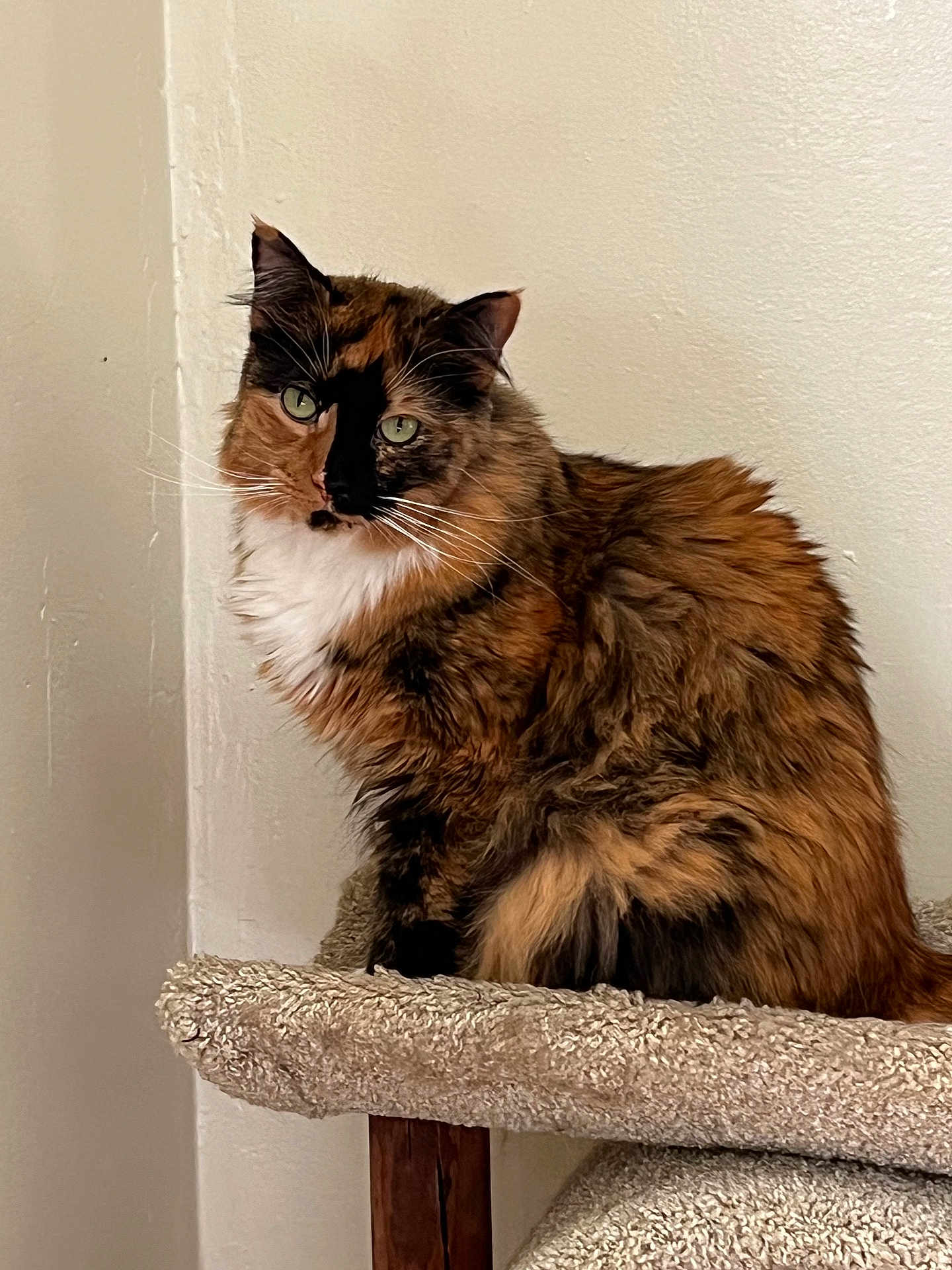 Kali is registered to the contest to win money with this photo: cat, tortoiseshell, feline, pet, animal, fluffy, green_eyes, carpeted_perch, indoor, sitting, portrait, fur, whiskers, ears, tail, face, looking, wall, domestic, cute