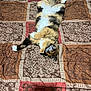 Kali joined the competition — help win amazing prizes! cat, calico, bedspread, patterned, indoor, relaxed, fluffy, fur, pet, animal, resting, cozy, lying_down, white, orange, black, paw, tail, floor, air_conditioner
