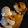dog, stuffed_animal, plush_toy, brown_dog, pet, cuddle, toy, animal, indoor, close_up, cute, soft_toy, collar, lying_down, black_background, companion, friendship, cozy, snuggle, warm