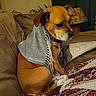 Chloe is registered to the contest to win money with this photo: dog, brown_dog, scarf, couch, blanket, cushion, indoor, pet, small_dog, fur, cozy, home, animal, sitting, looking_away, fabric, soft_lighting, domestic, cute, resting