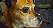 Chloe is registered to the contest to win money with this photo: dog, close_up, indoor, brown_dog, collar, pet, canine, portrait, animal, fur, ears, whiskers, bed, blanket, flag, wall, domestic_animal, looking_away, focus, companion