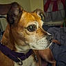 dog, close_up, indoor, brown_dog, collar, pet, canine, portrait, animal, fur, ears, whiskers, bed, blanket, flag, wall, domestic_animal, looking_away, focus, companion