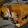 Chloe joined the competition — help win amazing prizes! dog, sleeping, brown_dog, purple_collar, blanket, bed, resting, indoor, cozy, pet, paw, fur, canine, relaxation, comfort, domestic_animal, cute, animal, sleep, companion
