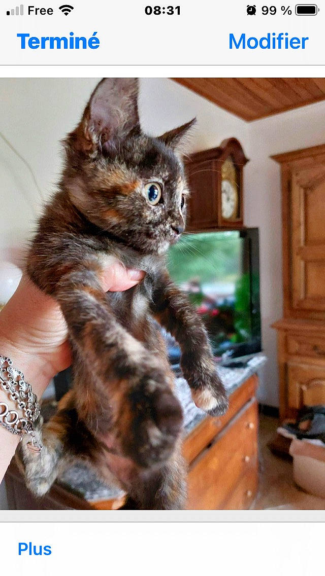 Pelote participe au concours pour gagner de l'argent avec cette photo : black_cat, cabinetry, carnivore, cat, claw, clock, cupboard, domestic_short_haired_cat, drawer, felidae, fur, hardwood, home_appliance, paw, room, small_to_medium_sized_cats, tail, television, whiskers, wood