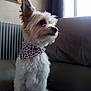 animal, bandana, couch, curtains, dog, domestic, ears, fluffy, fur, indoor, leather, leopard_print, looking_away, natural_light, painting, pet, radiator, sitting, small_dog, window