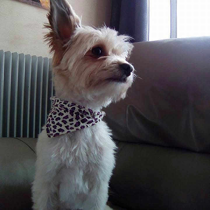 Célestine a rejoint le concours — aidez-le/la à gagner de superbes lots ! animal, bandana, couch, curtains, dog, domestic, ears, fluffy, fur, indoor, leather, leopard_print, looking_away, natural_light, painting, pet, radiator, sitting, small_dog, window