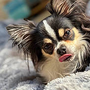 Olaf participe au concours pour gagner de l'argent avec cette photo : dog, small_dog, long_fur, ears, tongue_out, close_up, pet, animal, cute, lying_down, blanket, soft_texture, fur, black_and_white, brown_eyes, indoors, portrait, playful, expression, sleepy
