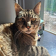 Jiggle joined the competition — help win amazing prizes! cat, close_up, cozy, ears, eyes, fur, indoor, looking_at_camera, notepad, paw, pet, portrait, reflection, relaxed, shadows, sunlight, tabby_cat, table, whiskers, window