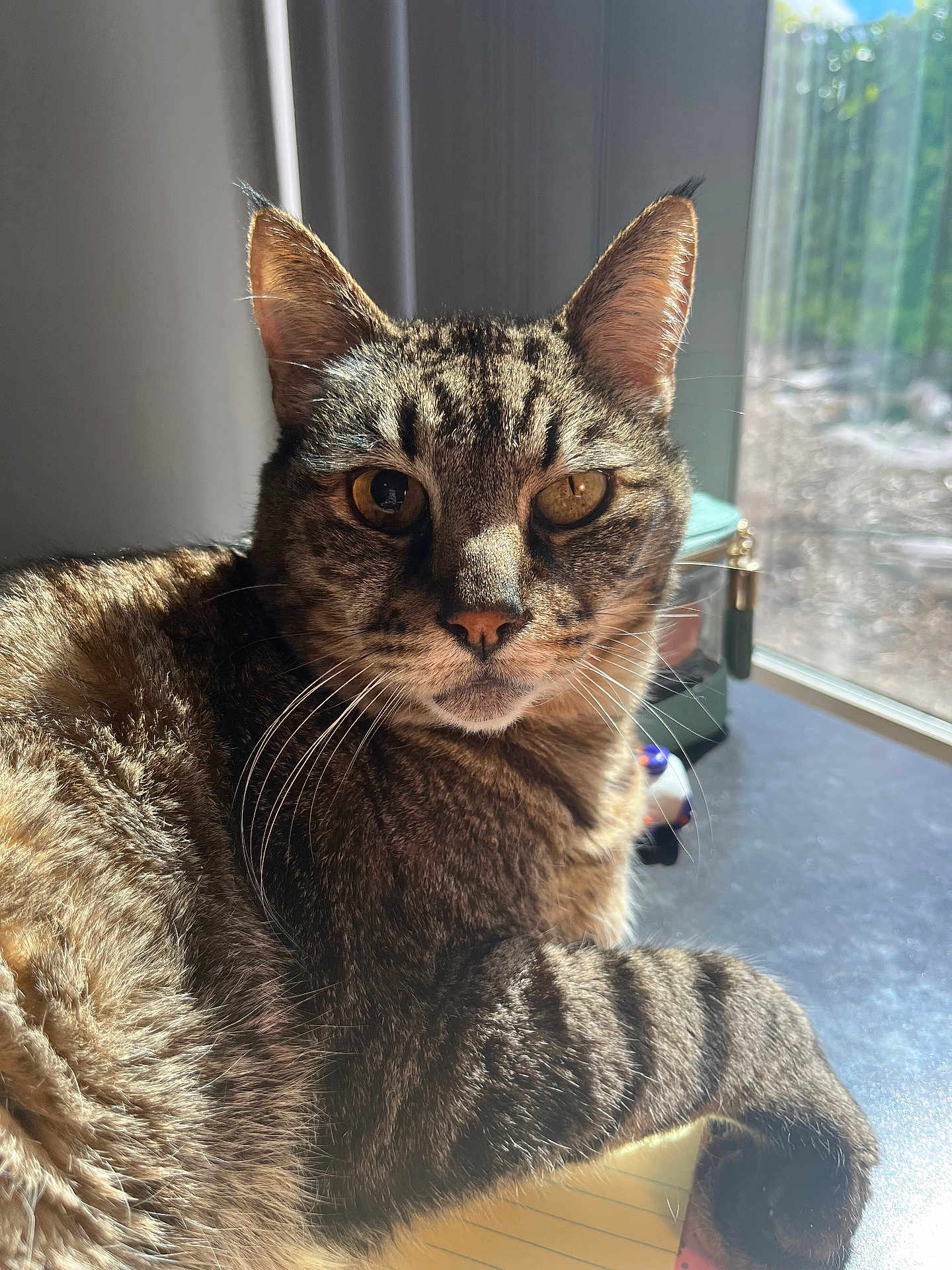 Jiggle joined the competition — help win amazing prizes! cat, close_up, cozy, ears, eyes, fur, indoor, looking_at_camera, notepad, paw, pet, portrait, reflection, relaxed, shadows, sunlight, tabby_cat, table, whiskers, window