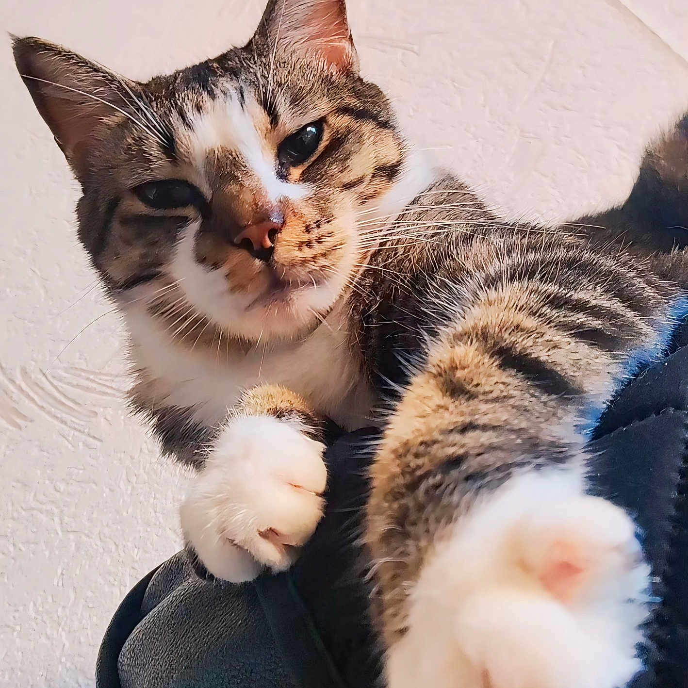 Scar a rejoint le concours — aidez-le/la à gagner de superbes lots ! abyssinian, angora, animal, blanket, cat, egyptiancat, electronics, hardware, kitten, manx, ocelot, person, pet, sleeping