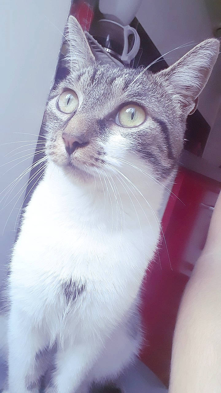 Renzo participe au concours pour gagner de l'argent avec cette photo : aegean_cat, carnivoran, cat, cat_like_mammal, domestic_short_haired_cat, european_shorthair, eye, fur, kitten, mammal, small_to_medium_sized_cats, snout, whiskers