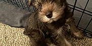 Kaiser is registered to the contest to win money with this photo: puppy, dog, pet, scruffy, fur, carpet, crate, indoor, cute, small, brown, fluffy, animal, canine, looking_up, sitting, curious, young, adorable, fence