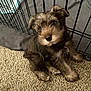 puppy, dog, pet, scruffy, fur, carpet, crate, indoor, cute, small, brown, fluffy, animal, canine, looking_up, sitting, curious, young, adorable, fence