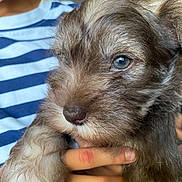 Kaiser is registered to the contest to win money with this photo: puppy, dog, close_up, fluffy, pet, animal, hand, person, striped_shirt, brown_fur, cute, young_dog, portrait, indoor, soft_texture, furry, face, eye, nose, holding