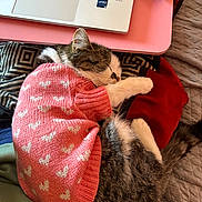 Mishu joined the competition — help win amazing prizes! cat, closeup, cozy, cute, domestic_animal, fabric, hearts_pattern, indoor, laptop, pet, pink_sweater, quilted_bedspread, relaxed, resting, sleeping, soft_lighting, tabby_cat, technology, warm_colors, white_paws