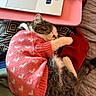 cat, closeup, cozy, cute, domestic_animal, fabric, hearts_pattern, indoor, laptop, pet, pink_sweater, quilted_bedspread, relaxed, resting, sleeping, soft_lighting, tabby_cat, technology, warm_colors, white_paws
