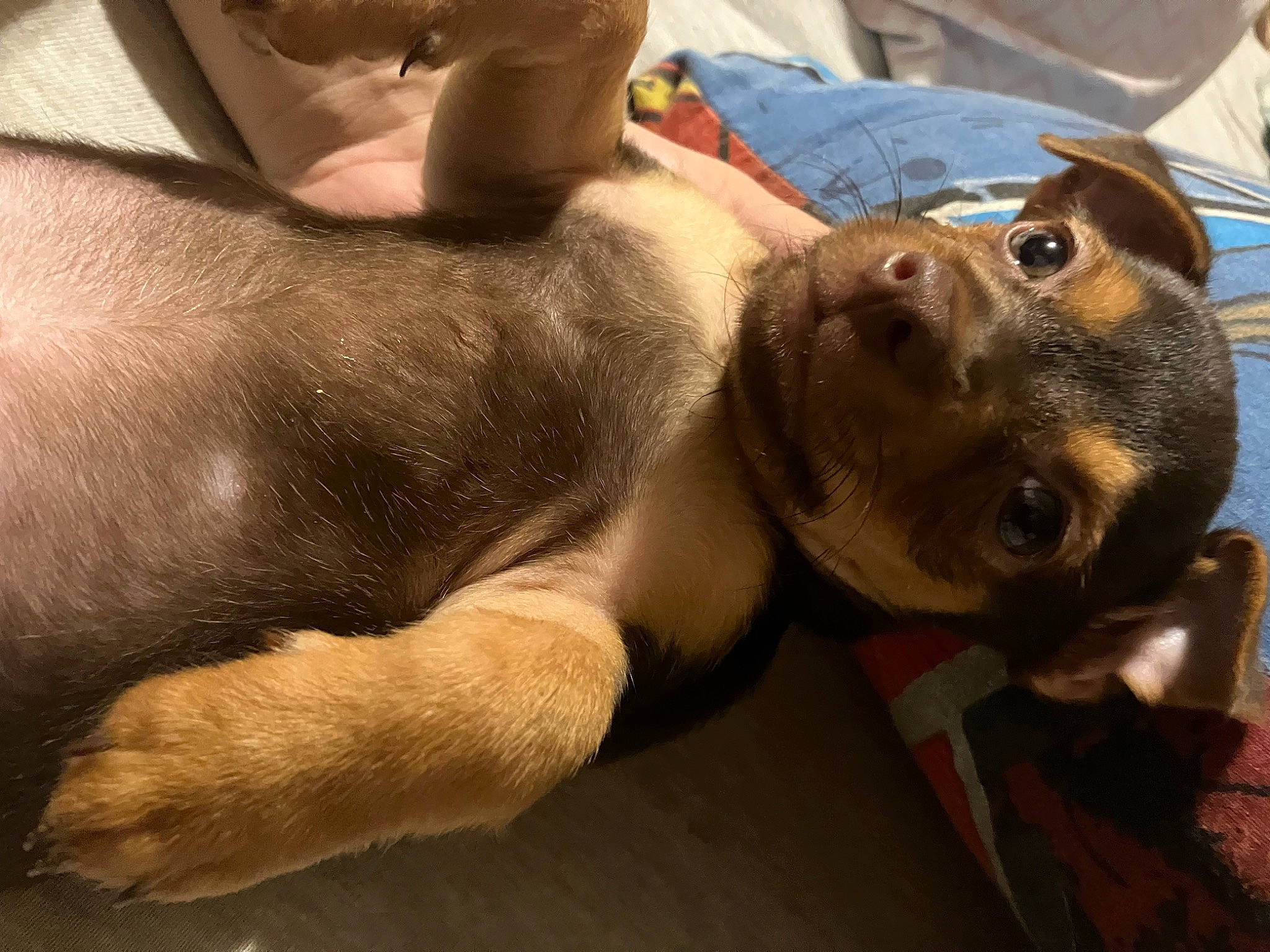 Lakeland is registered to the contest to win money with this photo: carnivore, collar, comfort, companion_dog, dog, dog_breed, dog_collar, fawn, fur, guard_dog, liver, non_sporting_group, paw, puppy, snout, sporting_group, whiskers, working_animal, working_dog, wrinkle