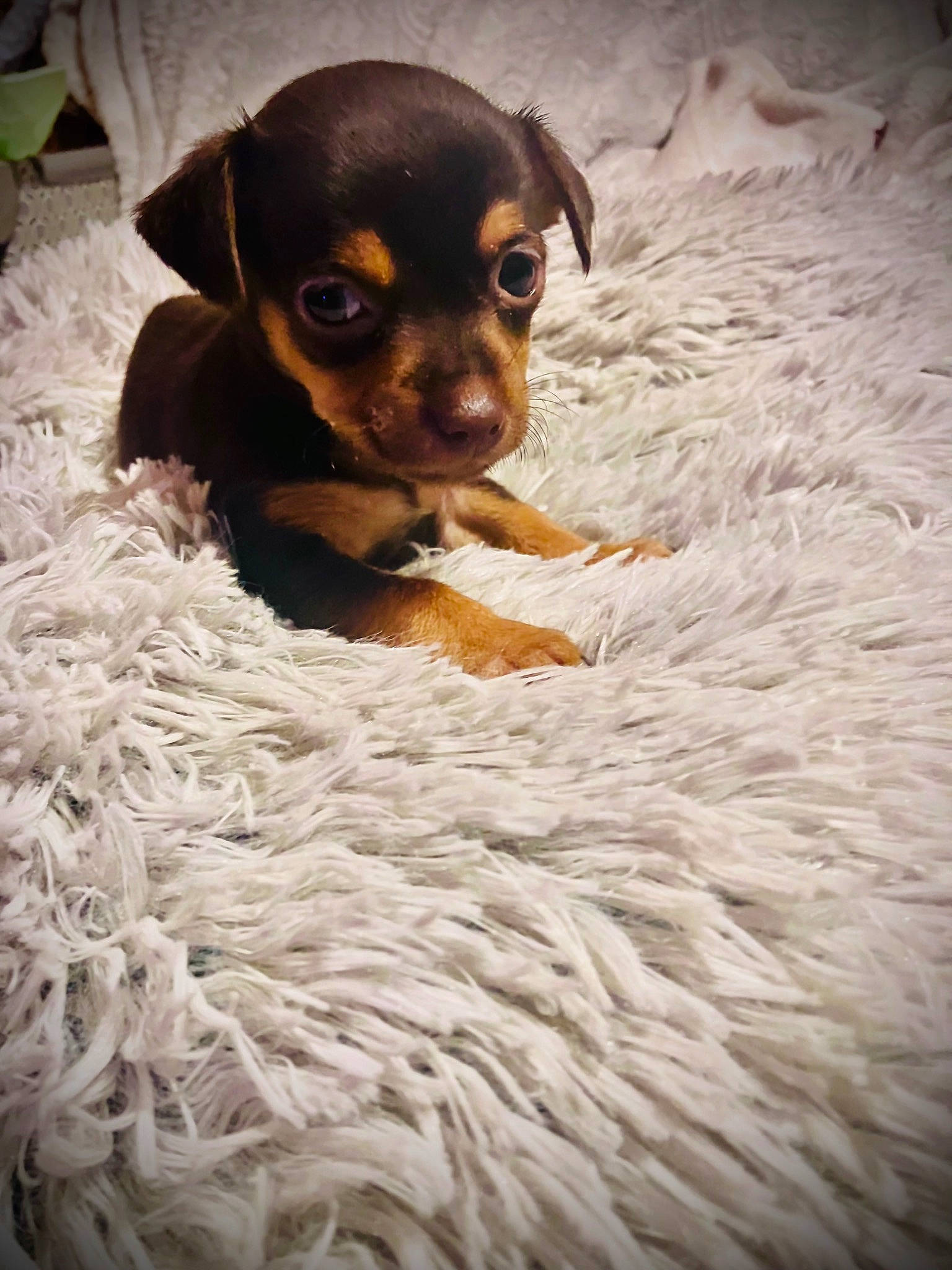 Lakeland joined the competition — help win amazing prizes! canidae, carnivore, comfort, companion_dog, dog, dog_breed, fawn, fur, liver, puppy, snout, sporting_group, sunglasses, terrestrial_animal, toy_dog, whiskers, working_animal