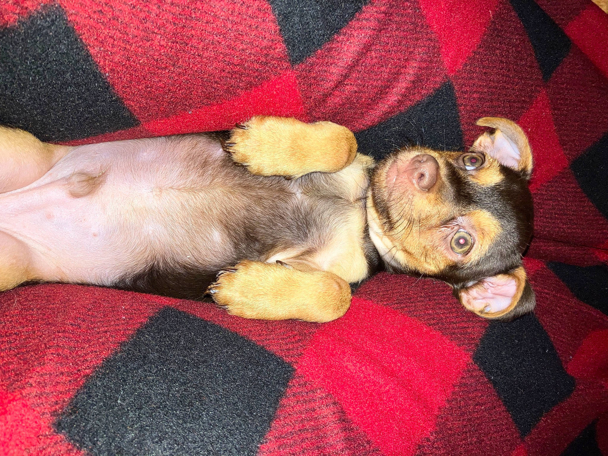 Lakeland is registered to the contest to win money with this photo: canidae, carnivore, comfort, companion_dog, dog, dog_breed, dog_supply, fawn, fur, linens, liver, nap, non_sporting_group, paw, red, sleep, snout, sporting_group, tail, working_animal