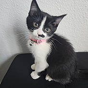 Pip joined the competition — help win amazing prizes! kitten, cat, black_and_white, pink_collar, bell, indoor, pet, curious, sitting, head_tilt, whiskers, feline, young, small, domestic_animal, close_up, texture_wall, black_surface, alert, cute