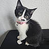 alert, bell, black_and_white, black_surface, cat, close_up, curious, cute, domestic_animal, feline, head_tilt, indoor, kitten, pet, pink_collar, sitting, small, texture_wall, whiskers, young