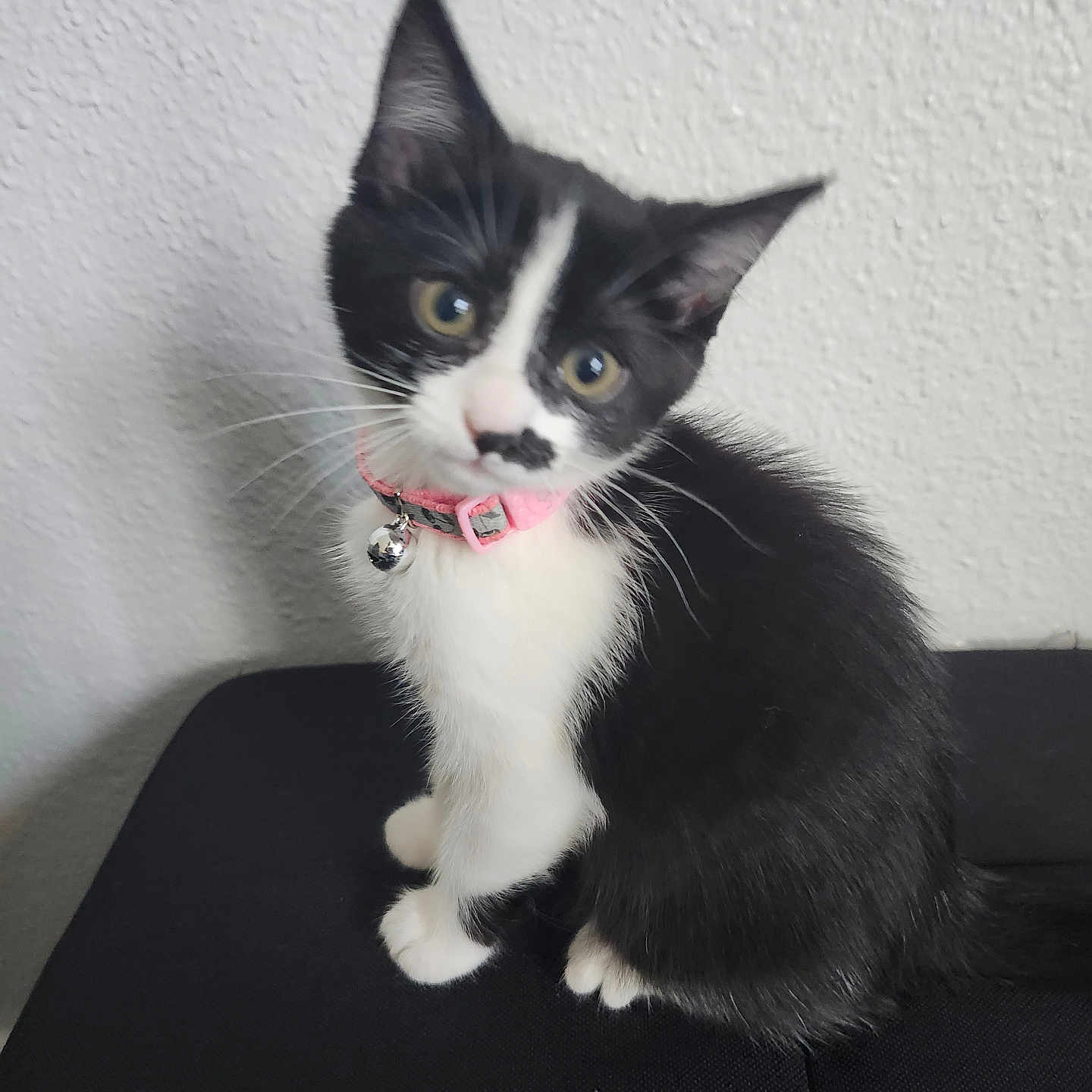 Pip