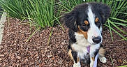 Hunter is registered to the contest to win money with this photo: cloudy_sky, cute, daytime, dog, flowers, fur, greenery, leash, leash_clip, nature, outdoor, pet, plants, puppy, sidewalk, sitting, tree, tricolor, wood_chips, young_dog