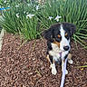 Hunter is registered to the contest to win money with this photo: puppy, dog, leash, wood_chips, plants, flowers, greenery, outdoor, nature, cute, pet, tricolor, sitting, young_dog, fur, leash_clip, sidewalk, tree, cloudy_sky, daytime