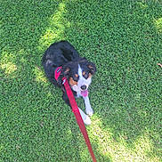 Hunter joined the competition — help win amazing prizes! animal, canine, companion, cute, dog, friendly, grass, greenery, happy, harness, leash, nature, outdoor, pet, playful, puppy, sitting, summer, sunlight, tongue_out