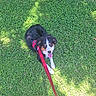 animal, canine, companion, cute, dog, friendly, grass, greenery, happy, harness, leash, nature, outdoor, pet, playful, puppy, sitting, summer, sunlight, tongue_out