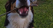 Hunter joined the competition — help win amazing prizes! dog, grass, stick, park, playground, person, outdoor, happy, pet, animal, canine, fur, nature, daylight, leash, smiling, tongue, sitting, cute, play