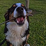 dog, grass, stick, park, playground, person, outdoor, happy, pet, animal, canine, fur, nature, daylight, leash, smiling, tongue, sitting, cute, play