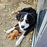 Hunter is registered to the contest to win money with this photo: dog, puppy, tricolor, plush_toy, concrete_floor, leaves, outdoor, pet, canine, cute, young_dog, toy, resting, looking_up, fur, ears, nose, paws, glass_door, reflection