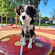 Hunter is registered to the contest to win money with this photo: dog, puppy, playground, mushroom, leash, outdoor, sunny, tree, swing, blue_sky, park, grass, fence, building, pet, animal, cute, sitting, daytime, canine